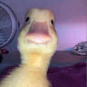 Meet your Posher, Vicky